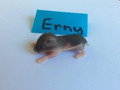 KŘEČEK DŽUNGARSKÝ S PP-čistokrevný